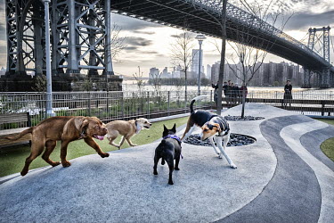 The Main Street dog run beneath Manhattan Bridge.