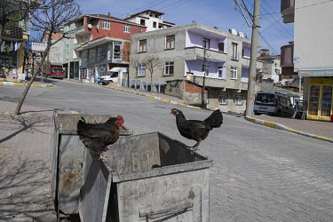 Chickens scavenge from waste in a rubbish bin in the town centre.