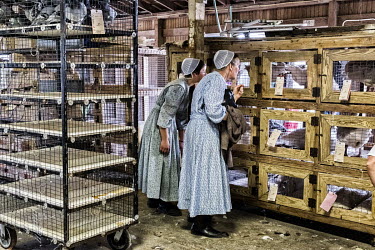 Amish women examine a caged goose in the poultry section of an auction.