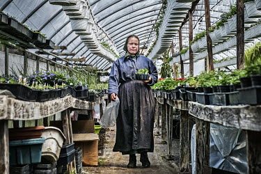 An Amish woman working in a plant nursery.