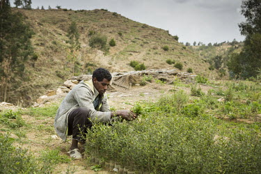 Alem Hailu picking crops grown on his plot in Hineyto village.