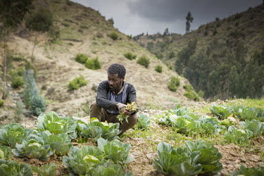 Hadush Atsbiha picking crops grown on his plot in Hineyto village.