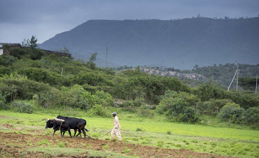 A farmer ploughs his land in Mahbere Himet village with the help of two oxen.