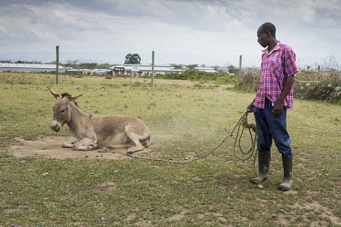 A man with one of his donkeys which is about to lock up for the night. He has had several of his animals stolen. Their value has increased in recent years as the demand from China for their skins has...