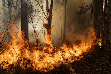 Fire rages through an area of forest as weather conditions in New South Wales (NSW) have made circumstances ideal to spread catastrophic fires.