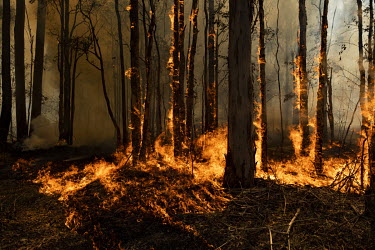 Fire rages through an area of forest as weather conditions in New South Wales (NSW) have made circumstances ideal to spread catastrophic fires.