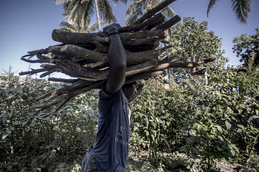 A man carries a bundle of wood to an ylang ylang distillery on Anjouan, where deforestation has had a negative impact on farmland.
