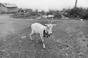 A goat wanders a street in a Roma settlement.