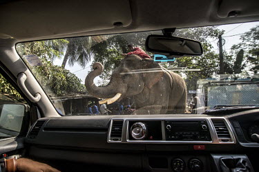 An elephant, whose tusks have been cut short, is ridden through the village by its mahout.