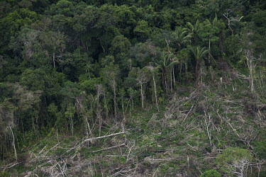 Deforestation, due to logging but mainly to clear land for pasture for cattle, scars the rainforests of the Serrania de Chiribiquete National Park.