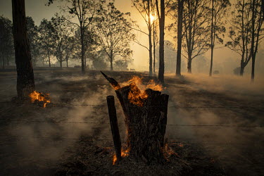 A tree stump burns as an out of control fire rages near houses. Weather conditions in New South Wales (NSW) have made circumstances ideal to spread catastrophic fires.