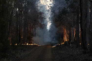 An out of control fire jumps over an unpaved road as weather conditions in New South Wales (NSW) have made circumstances ideal to spread catastrophic fires.