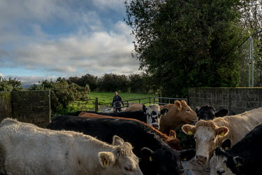 Eugene Mcrossan feeds his cattle near the town of Lifford. Eugene lives in the United Kingdom but farms some of his cattle in the Republic of Ireland.