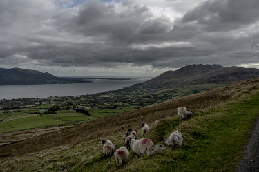 Sheep on a hillside overlooking Carlingford Lough. The land on the left of the imagfe is the United Kingdom, on the right is Ireland.