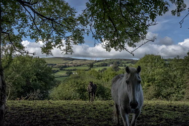 Horses in a field near Strabane in the UK. The hills in the background are in the Republic of Ireland.