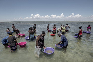 Sea cucumber farmers prepare to release a new batch of juveniles into their pens. The sea cucumbers take around nine months to reach a saleable size, at which point they will bring in a considerable e...