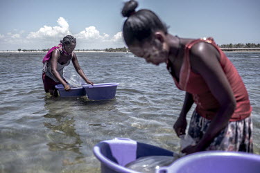 Sea cucumber farmers prepare to release a new batch of juveniles into their pens off the coast. The sea cucumbers take around nine months to reach a saleable size, at which point they will bring in a...