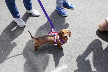 A dog wearing a Union Jack flag. The Royal Wedding between Harry and Megan was due to take place the following day with the Royal Couple starting out from Windsor Castle.