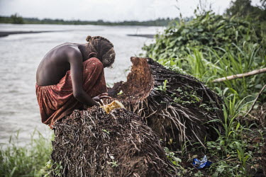 Elva (10) sitting on a dead coconut palm beside the Tina River in Niu Birao. Elva's family house stood on the place where the river flows now. In April 2014 the house was washed away in a flood along...