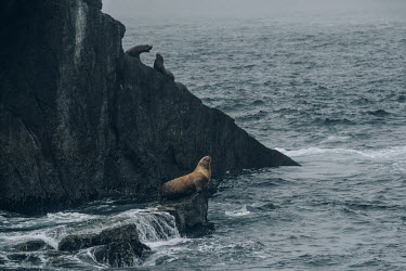Steller sea lions resting on the rocks of Grotto Island in the Kenai Fjords National Park. According to the National Science Foundation (US), Steller sea lion populations declined by over 80% between...