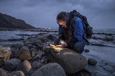 James Etienne, a fossil collector from Oxford, uses his phone light to examine a part of a small icthyosaur he has just found on Monmouth Beach in Lyme Regis. While ammonites are the most common find...