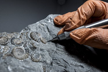 Fossil collector and preparer James Carroll works on a rock containing many ammonites in his studio-kitchen in Axminster. The work requires extreme care and precision, a challenge for Carroll who has...