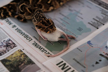 A puff adder eating a rat in its enclosure at the home of snake expert, Thea Litschka-Koen, near Mhlume. Litschka-Koen temporarily keeps and milks a collection of highly-venomous snakes including snou...