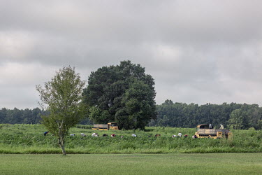 Farmworkers harvest peppers in a field in the Goldsboro region.