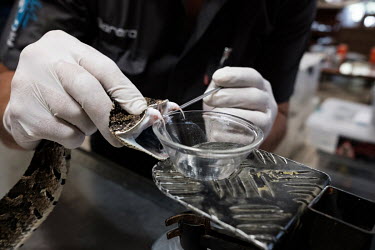 A puff adder being milked by Barend Bloem of South Africa's Lowveld Venom Suppliers in the living room of snake expert, Thea Litschka-Koen, at her home near Mhlume. Litschka-Koen had invited the compa...