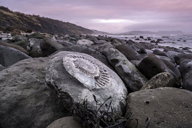 The imprint of a large ammonite among boulders on Monmouth Beach in Lyme Regis. Known as the ammonite graveyard, a limestone shelf here shows the remains of thousands of large ammonites that can be vi...