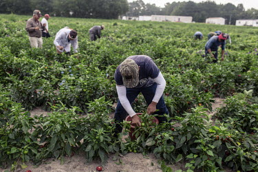 Farmworkers harvesting peppers in a field in Goldsboro.