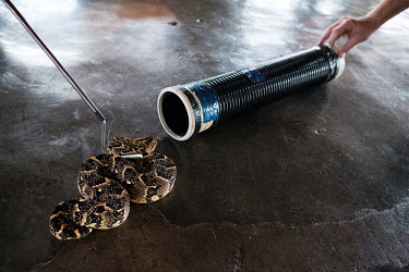 A puff adder, one of the seven most dangerous snakes in eSwatini, being coaxed back into a transportation tube at a snakebite first aid and snake handling course for road construction company staff de...