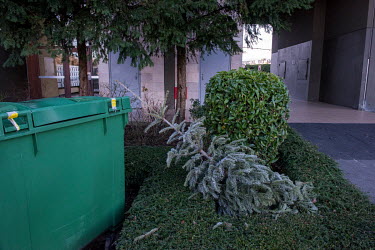 A Christmas tree dumped next to rubbish bins on the street in Geneva waiting for collection by the authorities.