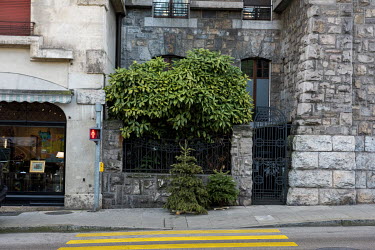 Two Christmas trees discarded on the street in Geneva.