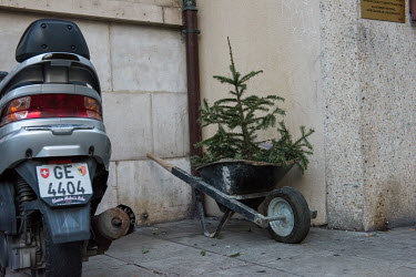 A discarded Christmas tree in a wheelbarrow on the street in Geneva.
