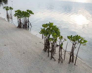 Mangrove saplings planted to stabilise the banks of the delta.