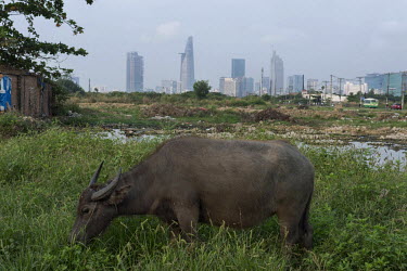 A water buffalo grazes on scrubland in a suburb where, in the background, the high rise buildings of the city centre can be seen rising on the horizon.