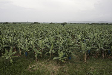 A banana plantation. Characterised by extreme heat, humidity and extended rainy seasons, Costa Rica has the perfect weather for bananas to grow. With the need of ample water to grow them, it is also a...