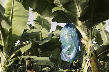 Ahand of bananas growing on a plantation. Characterised by extreme heat, humidity and extended rainy seasons, Costa Rica has the perfect weather for bananas to grow. With the need of ample water to gr...