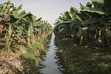 An irrigation ditch on a banana plantation. Characterised by extreme heat, humidity and extended rainy seasons, Costa Rica has the perfect weather for bananas to grow. With the need of ample water to...