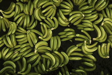 Bananas are washed in clean water before being packed for export at a large plantation in Matina. Characterised by extreme heat, humidity and extended rainy seasons, Costa Rica has the perfect weather...