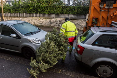 Collection of Christmas trees by a dedicated rubbish truck, searching the streets of Geneva for discarded trees. The trees are compacted in the truck and transferred to a site for burning with other c...
