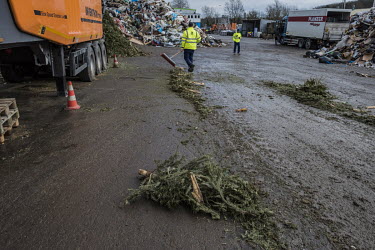 Staff clear the remains of Christmas trees at a recycling centre. The trees are collected by the local authorities, and sent for shredding and burning at the centre. The trees are not however recycled...