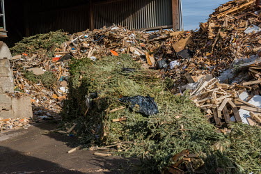 Discarded Christmas trees being dumpted after having been collected from the streets of Geneva. The trees are transferred to a site for burning with other combustible rubbish. Throughout January sever...