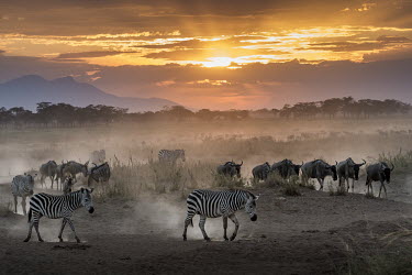 End of the day in Amboseli National Park, herds of zebra and wildebeest return to the marshy plains near Kilimanjaro, to spend the night.