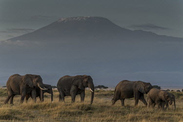 A herd of elephants roams the plains of Amboseli National Park beneath Kilimanjaro, located over the border in Tanzania, in search of fresh grass.