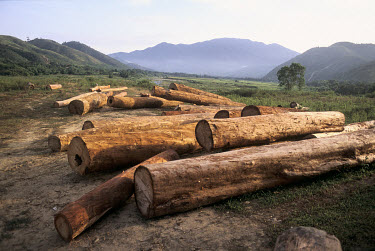 Logs cut in the Thuan Thien Hue region near the Laotian border.