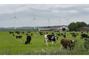 A field of cattle grazing on the grass. In the background a wind farm.