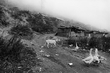 Geese and a goat wander on a path in the Roma settlement of Patorak.