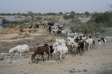 A herd of sheep leave after drinking from the Komadougou Yobe River which is the border between Nigeria and Niger. People can no longer take their herds across the border in search of fresh pasture be...